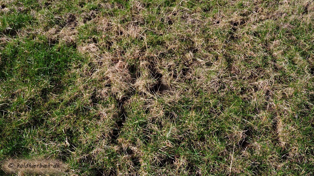 På overdrevet ved Koldkær Bæk kan om foråret, når sneen er smeltet, ses labyrentiske gangesystemer i græsset efter markmus. 14-3-2015.